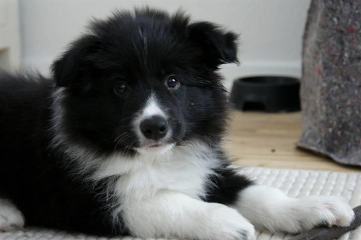 Border collie Tempo - 9 uger gammel billede 16