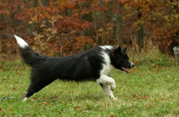 Border collie Tempo - 10 måneder gammel billede 7