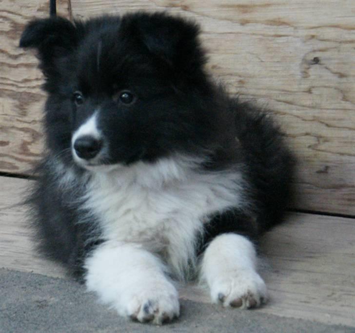 Border collie Tempo - 12 uger gammel og med til ridestævne billede 12