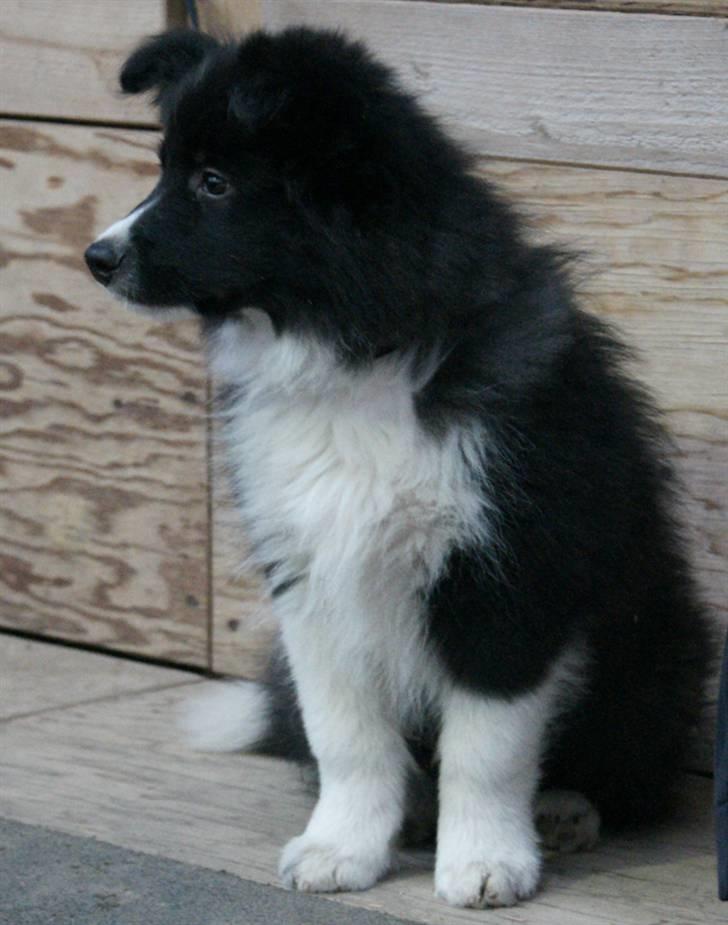 Border collie Tempo - 12 uger gammel og med til ridestævne billede 13