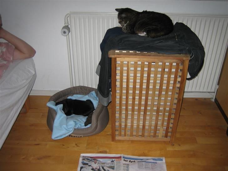 Mops Champ - Katten ligger i sikkerhed for et farlige hund. billede 8