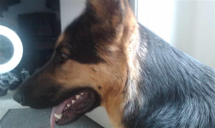 Schæferhund Bjørn billede 19