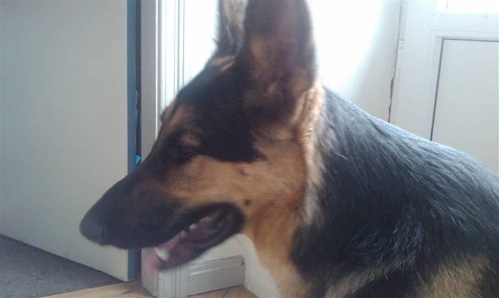 Schæferhund Bjørn billede 20