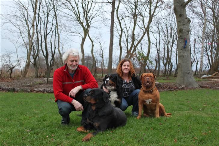 Rottweiler bacchus billede 20