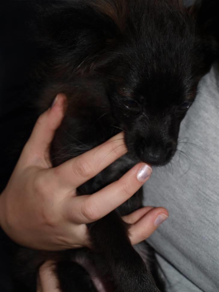Papillon /Pomeranian -Tino <3 - Jeg hygge gnasker lige på mor´s finger (:  billede 10