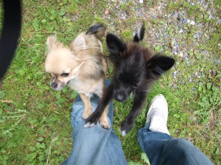 Papillon /Pomeranian -Tino <3 - HEY! flyt dig Chico her står jeg ! billede 11
