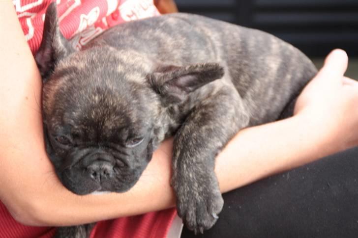 Fransk bulldog Rex billede 19