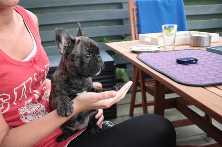 Fransk bulldog Rex billede 11