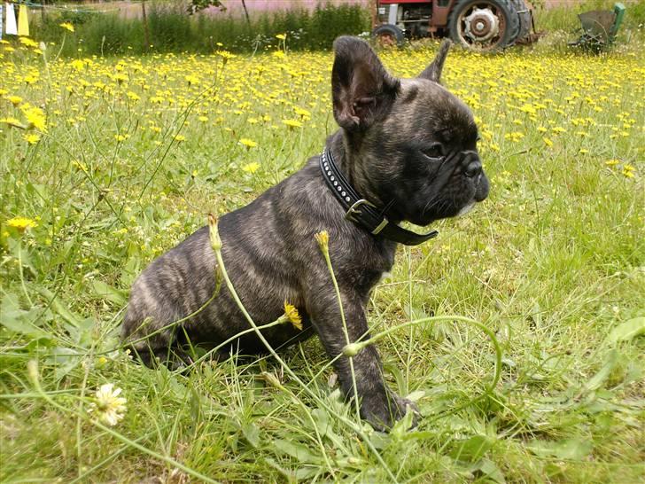 Fransk bulldog Rex billede 12