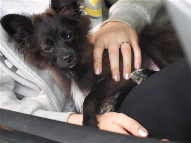 Papillon /Pomeranian -Tino <3 - Tino 4 måneder og 17 dage gammel  (:  billede 12