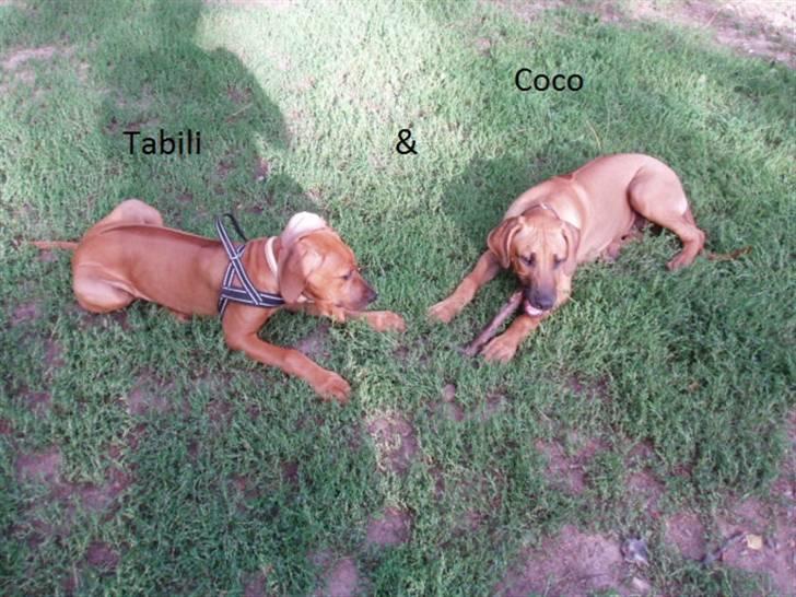 Rhodesian ridgeback Tabili billede 18