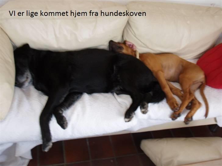 Rhodesian ridgeback Tabili billede 19