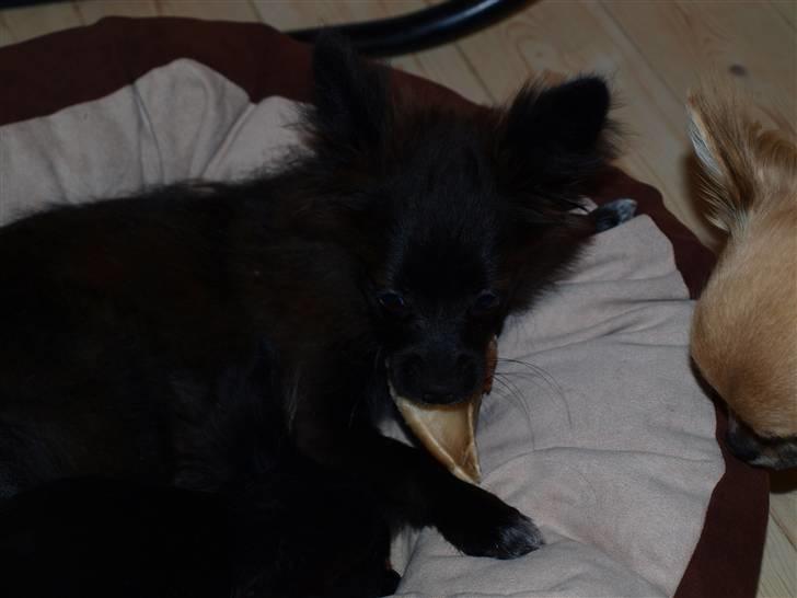 Papillon /Pomeranian -Tino <3 - Hygger lige i kurven med en go negl :P billede 13
