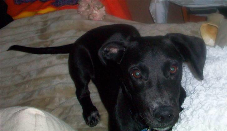 Blanding af racer Messi billede 1