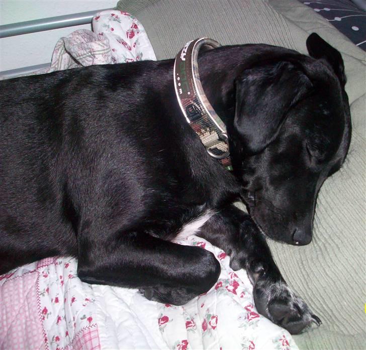 Blanding af racer Messi billede 3