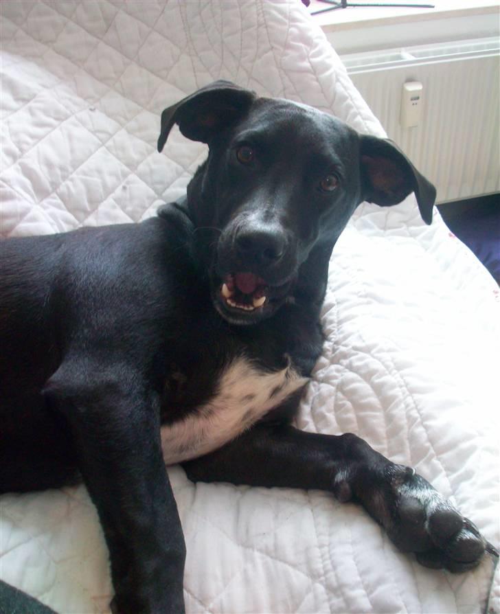 Blanding af racer Messi billede 5