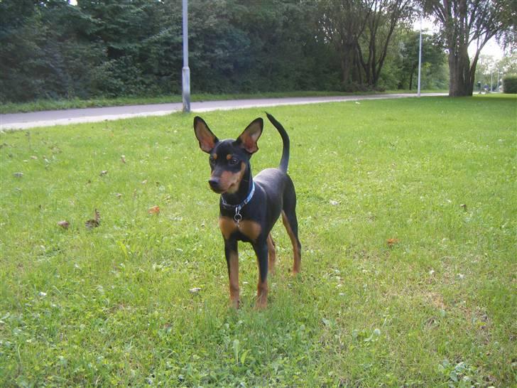 Prazsky krysarik Kato - Nyt er jeg ikke nuttet ? billede 8