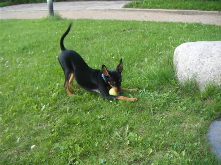 Prazsky krysarik Kato - jeg elsker min boldt billede 9