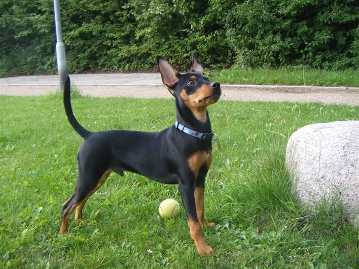 Prazsky krysarik Kato - jeg nyder vejeret billede 10