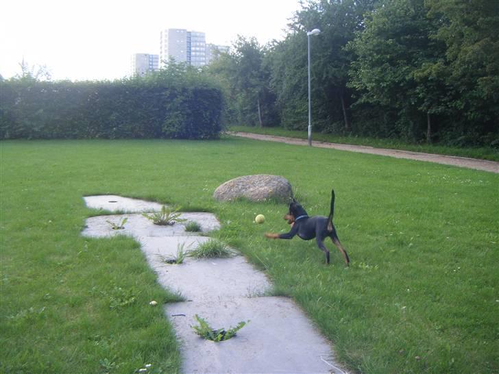 Prazsky krysarik Kato - jeg skal lige hente bolden så kommer jeg tilbage !  billede 11