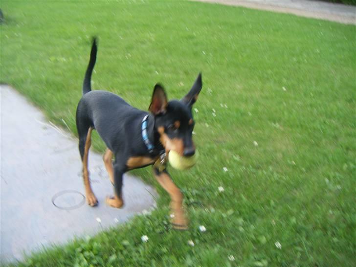 Prazsky krysarik Kato - min bold ingen andre får den billede 12