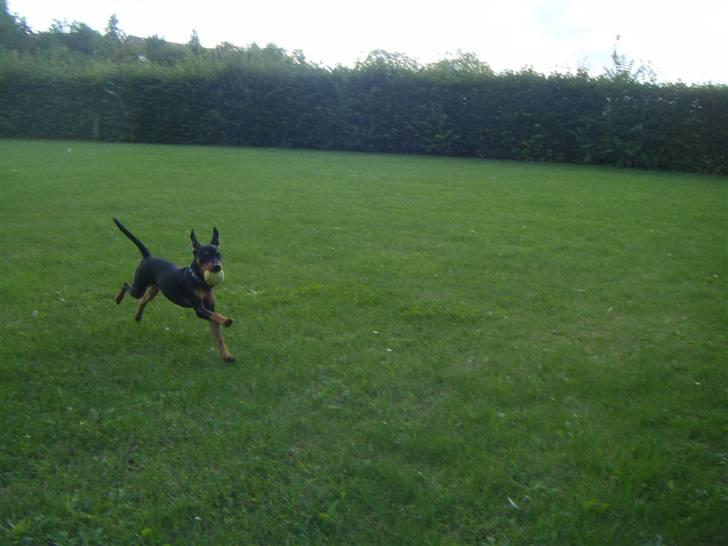 Prazsky krysarik Kato - lege lege lege  billede 13