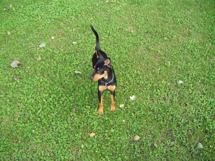 Prazsky krysarik Kato - smukke  billede 14