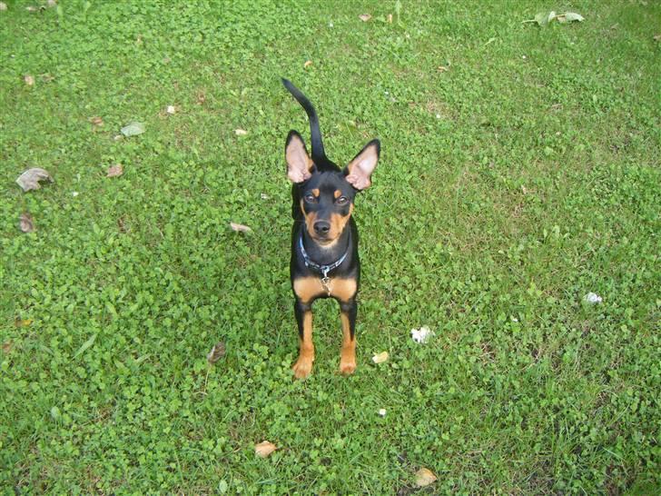 Prazsky krysarik Kato - sagde du mit navn ? billede 15