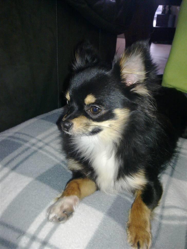 Chihuahua Zackie - Zackie ca. 10 mdr billede 17