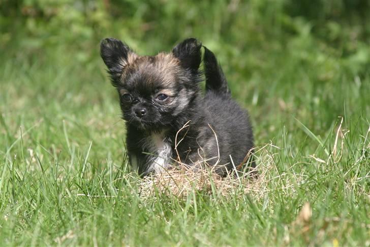 Chihuahua Zackie billede 1