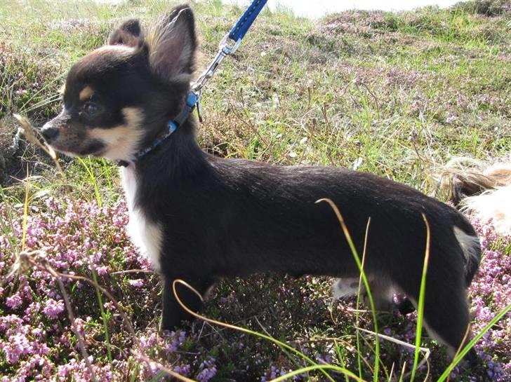 Chihuahua Zackie - En tur over heden billede 2