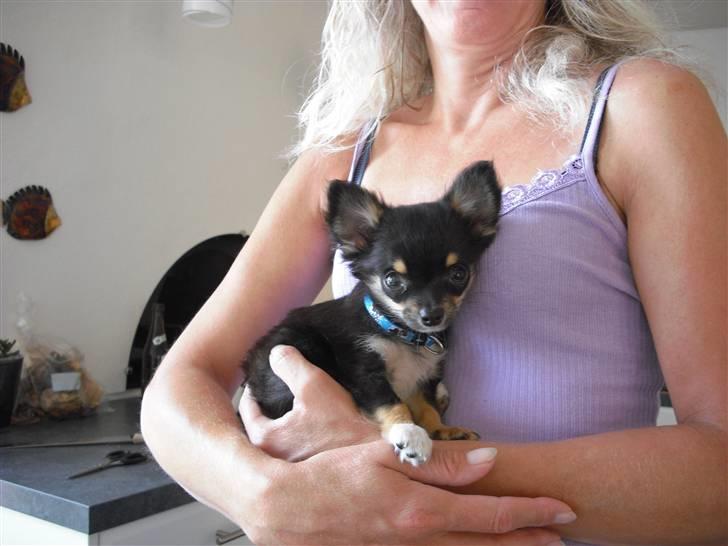 Chihuahua Zackie billede 3