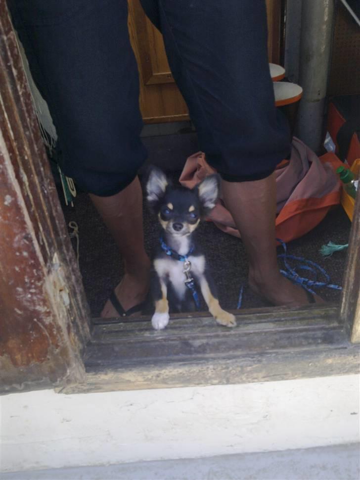 Chihuahua Zackie - Man er vel en skibshund billede 4
