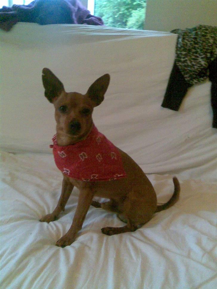 Dvaergpinscher Albert - Albert med sit tørklæde <3 :) billede 9