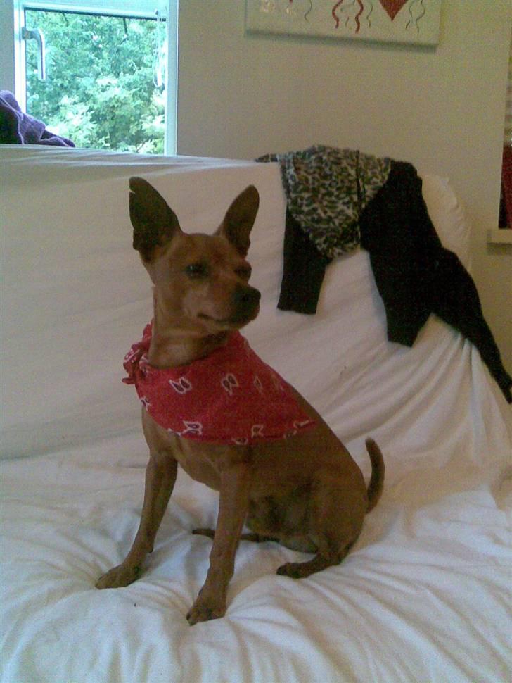 Dvaergpinscher Albert billede 10