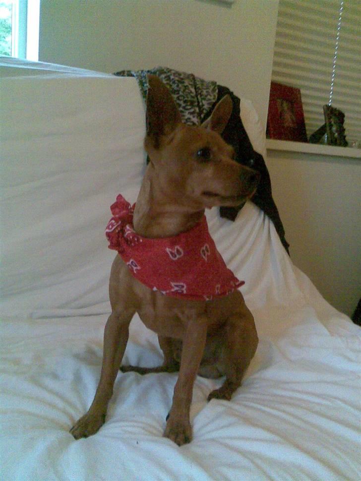 Dvaergpinscher Albert billede 11