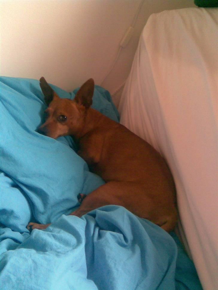 Dvaergpinscher Albert billede 12