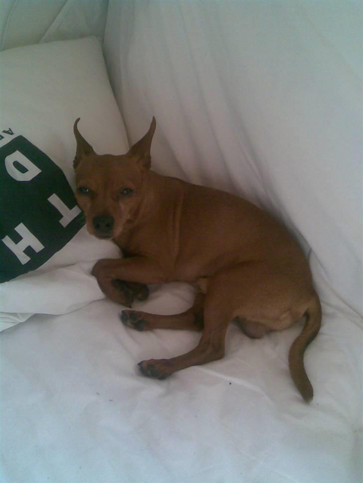 Dvaergpinscher Albert billede 13