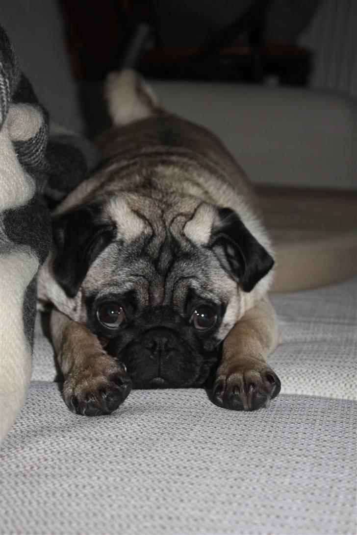 Mops Vesterborgs Nicky billede 1