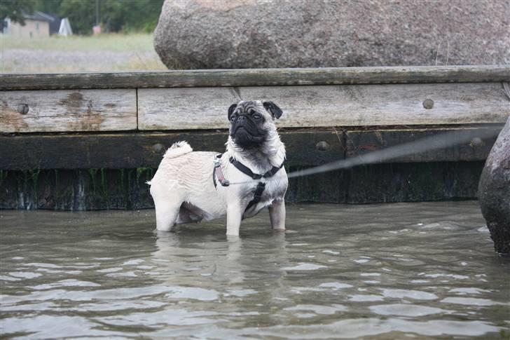 Mops Vesterborgs Nicky billede 2