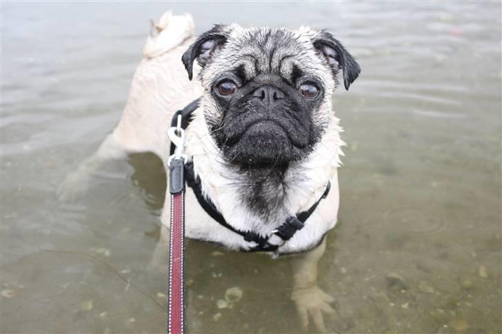 Mops Vesterborgs Nicky billede 3