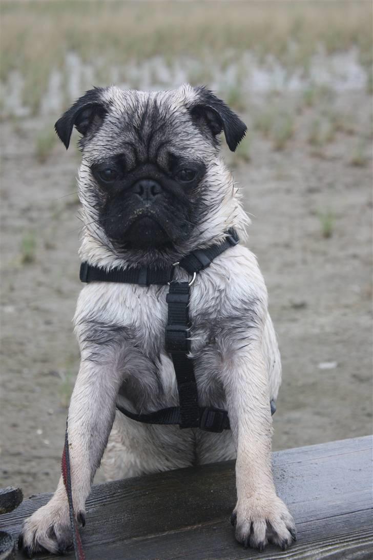 Mops Vesterborgs Nicky billede 4