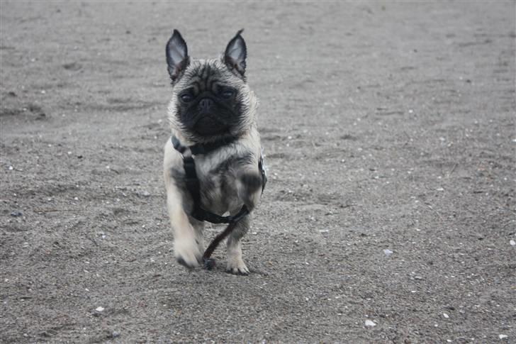 Mops Vesterborgs Nicky billede 5