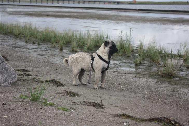 Mops Vesterborgs Nicky billede 6