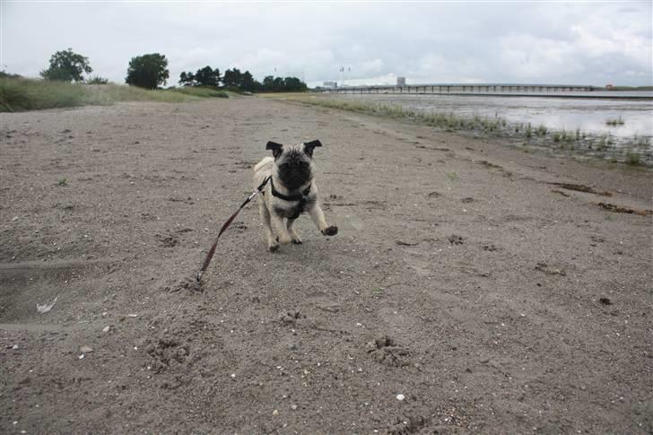 Mops Vesterborgs Nicky billede 7