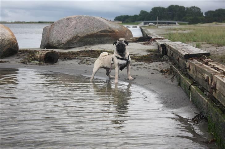 Mops Vesterborgs Nicky billede 8