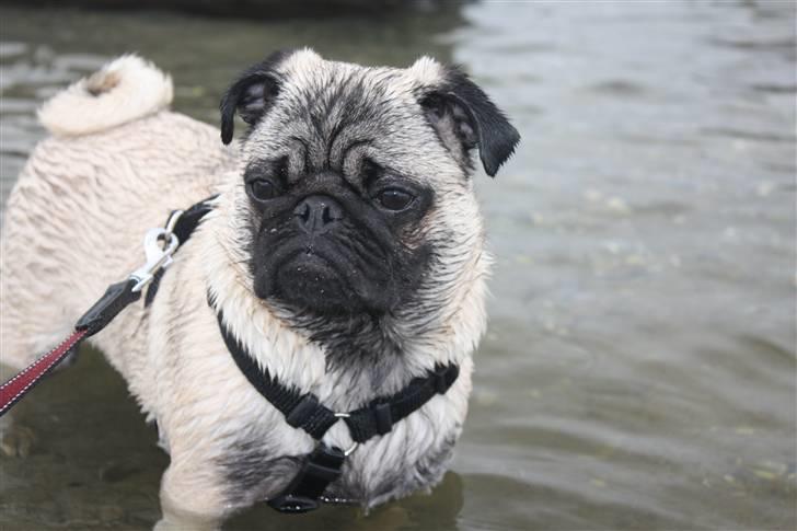 Mops Vesterborgs Nicky billede 9