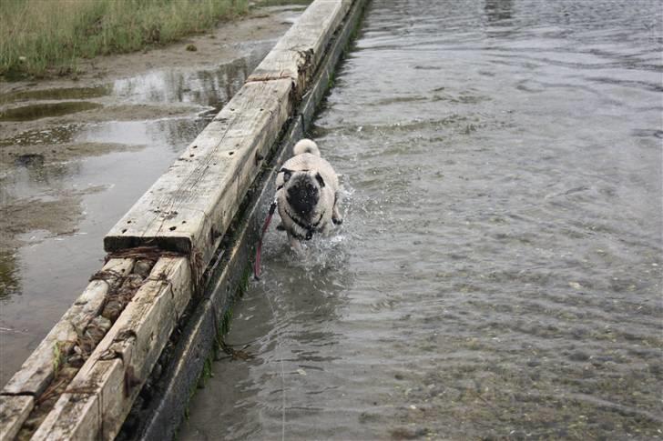 Mops Vesterborgs Nicky billede 10