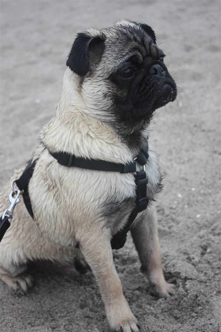 Mops Vesterborgs Nicky billede 11