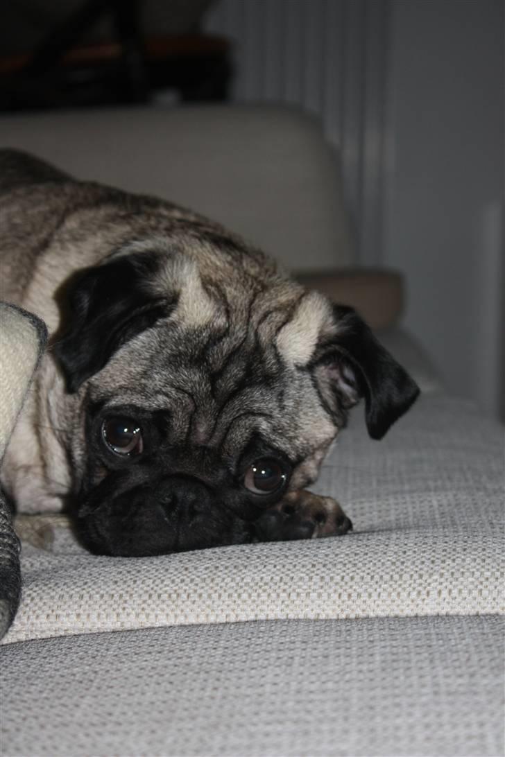 Mops Vesterborgs Nicky billede 12